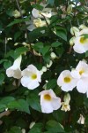 Thunbergia erecta alba (1)